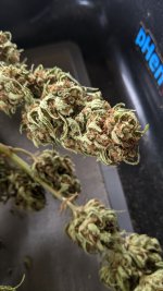 PXL_20210727_152441296.jpg PXL_20210727_152441296.jpg