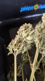 PXL_20210727_152459141.jpg PXL_20210727_152459141.jpg