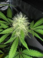 IMG_20210803_123741_DRO.jpg