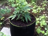 5gal.jpg