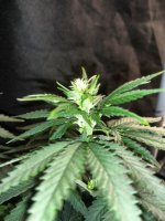 IMG_20210803_212331_DRO.jpg