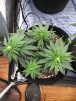 IMG_20210803_212244_DRO.jpg
