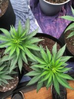 IMG_20210803_212239_DRO~2.jpg