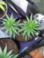IMG_20210803_212234_DRO.jpg