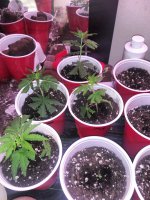 IMG_20210806_210549_DRO.jpg