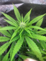 IMG_20210806_212933_DRO.jpg