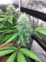 IMG_20210806_212657_DRO.jpg