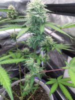 IMG_20210806_212740_DRO.jpg