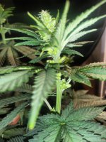 IMG_20210806_212555_DRO.jpg