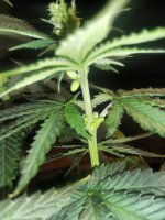 IMG_20210806_212617_DRO.jpg