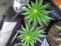 IMG_20210806_212645_DRO.jpg