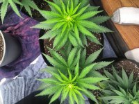 IMG_20210806_212640_DRO.jpg
