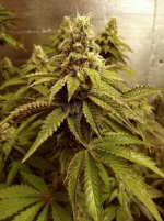 132019002_3711566622238599_2073516781044631220_n (1).jpg