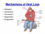 mechanisms-of-heat-loss-n.jpg