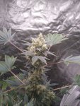 bodega bubblegum F2 _26APR20.jpg