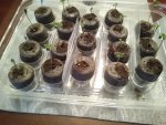sprouts_26APR20.jpg