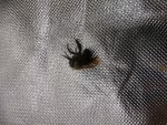 bee_26APR20.jpg