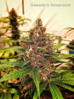 Gweedo's Growroom.jpg