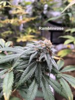 Ramblinrose.jpg