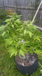 BLUE CHEESE2.jpg