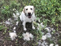 Lady-Shedding.jpg