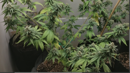 Screenshot from 2021-09-03 19-59-26.png