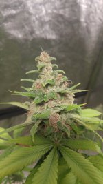 blue cheese #2.jpg