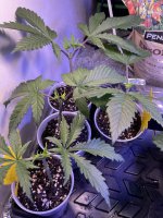 CBD554B3-688D-4615-82C6-557FDB2B28BF.jpeg