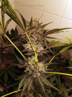 Yeti OG x TC.jpg