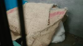 20210917_132414(1).gif