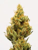 Original_Haze_540x.jpg