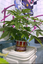Capture+_2021-09-20-10-19-09_(1).png