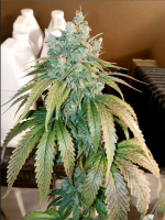 Screen Shot 2021-09-28 at 12.02.17 PM.png