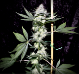 Screen Shot 2021-09-28 at 12.02.01 PM.png