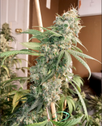 Screen Shot 2021-09-28 at 12.02.25 PM.png