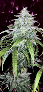 Screen Shot 2021-09-29 at 7.52.33 AM.png