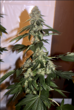 Screen Shot 2021-10-03 at 1.53.49 PM.png