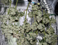 Screen Shot 2021-10-03 at 2.12.30 PM.png