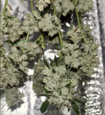 Screen Shot 2021-10-03 at 2.16.13 PM.png