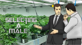 selecting a male.png