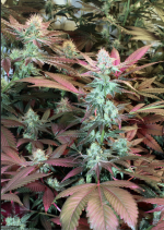 Screen Shot 2021-10-18 at 4.35.32 AM.png