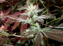 Screen Shot 2021-10-18 at 4.39.53 AM.png