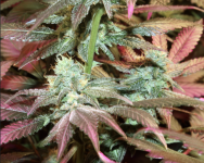 Screen Shot 2021-10-18 at 4.37.44 AM.png