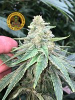 Black Cherry Slurps day 50.JPG