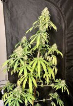32CD045F-26CE-4A39-8C19-298BDE00CC58.jpg