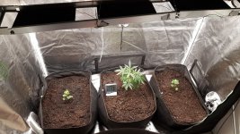 after 2 days in new tent.jpeg