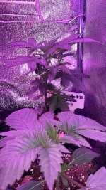 3 weeks old in old home.jpeg