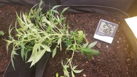 4 weeks and 5 days in new tent - stress.jpeg