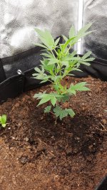 companion + lighstress.jpeg