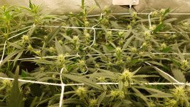 4306602_grow-journal-by-biobudsadvanced-seedsgelato-33 (1).jpg